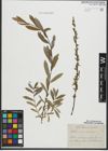 Foto von Salix purpurea L. x Salix repens L.